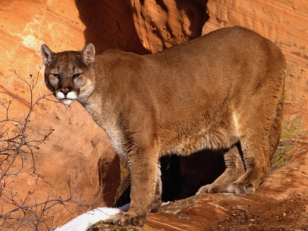 Walk in the Wild, Mountain Lion